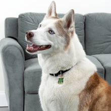 Load image into Gallery viewer, Squirrel Patrol Collar Charm